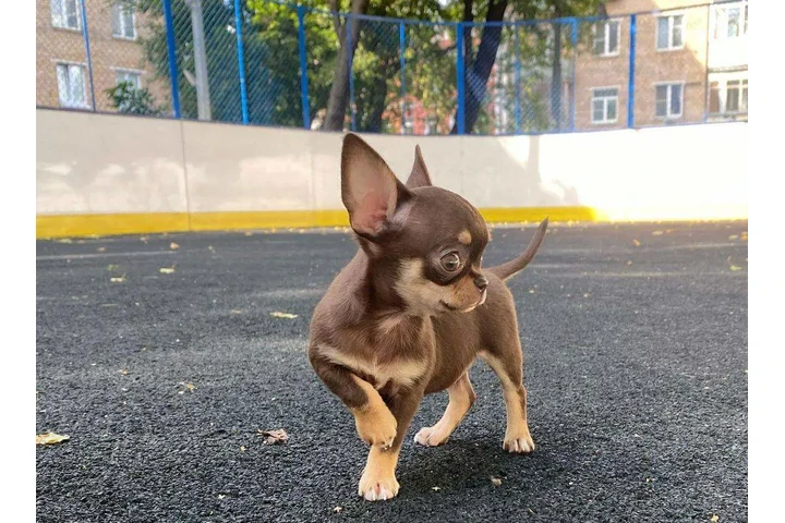 $350 : Cachorros Chihuahua en venta image 2