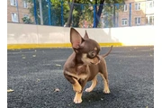 $350 : Cachorros Chihuahua en venta thumbnail