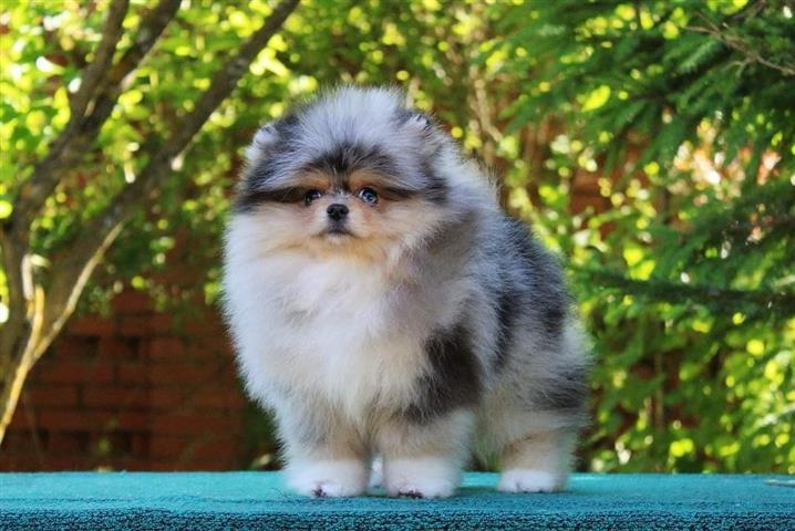 $250 : Teacup Pomeranian Puppies image 3