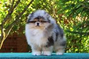 $250 : Teacup Pomeranian Puppies thumbnail