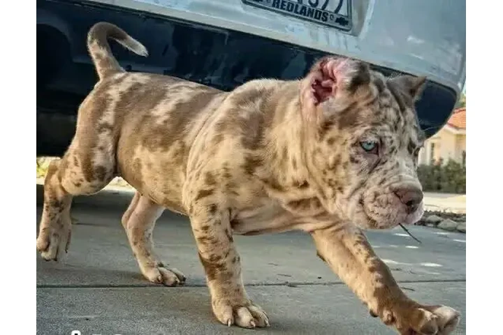 $650 : Loyal Cane Corso puppy image 4