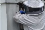 Superior Bee Control thumbnail 3