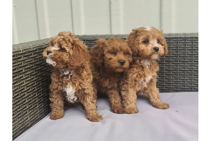 $500 : Cachorros Cavapoo para nuevos image 1