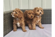 Cachorros Cavapoo para nuevos en Miami