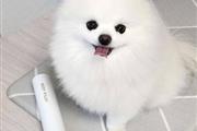 $600 : Rehoming Pomeranian puppy thumbnail