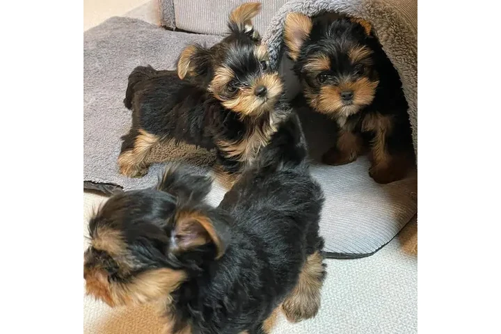 $425 : impresionante Yorkshire perros image 3