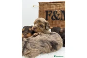 ** Cavapoos miniatura F1 E ** thumbnail