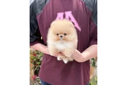 $350 : cachorros de Pomerania thumbnail