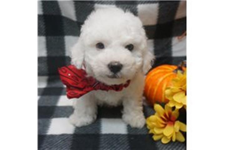 $390 : bichon fries puppies image 1