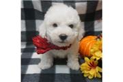 bichon fries puppies