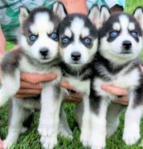 $100 : 2Pure Siberian Husky Puppies4u image 1