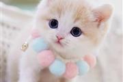 $350 : Kittens thumbnail