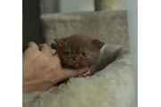 British Shorthair azul listo en Elizabeth