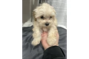 $350 : Maltipoo thumbnail