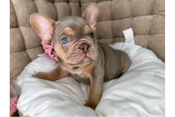 $500 : French bulldog puppies image 1