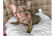 French bulldog puppies en Atlanta