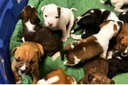 $150 : American staffordshire terrier thumbnail