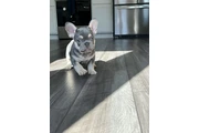 $4000 : Sell French bulldog thumbnail