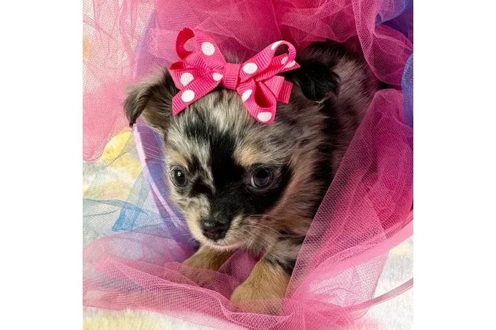 $350 : chihuahuas image 1