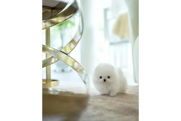 $300 : French bulldog and Pomeranian image 4