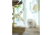 $300 : French bulldog and Pomeranian thumbnail