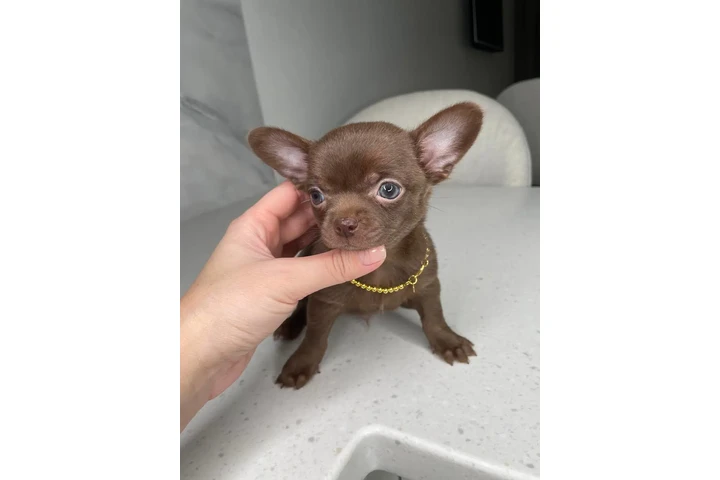 $300 : Chihuahua puppies for sale image 1