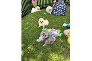 cachorros de Pomerania en Poplar Bluff