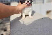 $500 : Cachorros Chihuahuas thumbnail