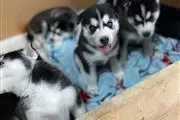 HUSKY PUPPYS ALL BLUE EYES en Vermont