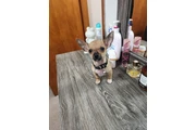 Se vende chihuahua thumbnail