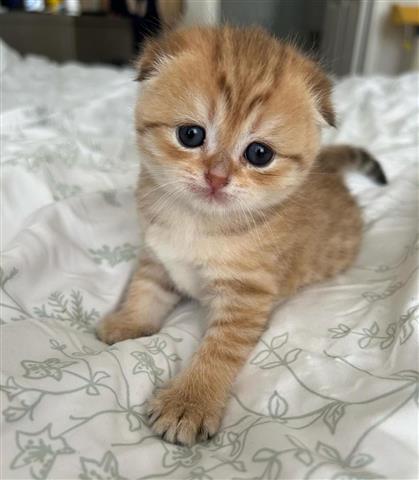 $260 : Baby Scottish fold  Ready image 2