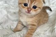 $260 : Baby Scottish fold  Ready thumbnail