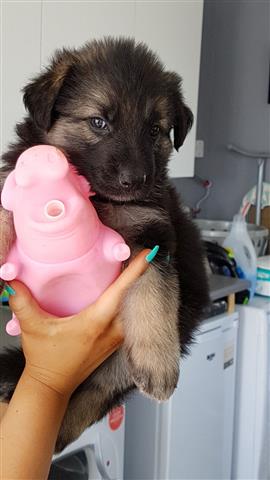 $400 : Cachorros de pastor alemán en image 2