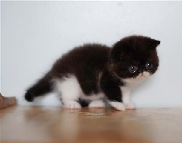 $400 : larry peter kittens image 2
