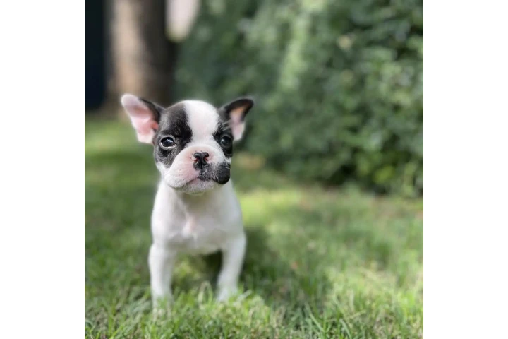 $420 : French Bulldog Available image 2