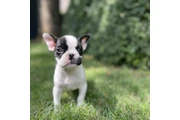 $420 : French Bulldog Available thumbnail
