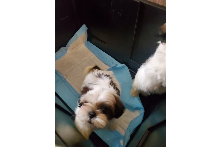 $900 : Shih-tzu image 4