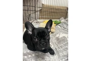 $500 : Cachorros Bulldog Francés thumbnail