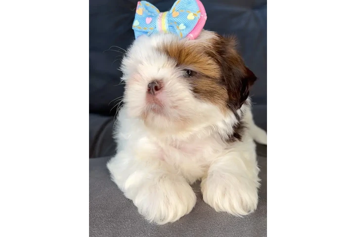 $350 : SHIH TZU TAZA DE TÉ image 1