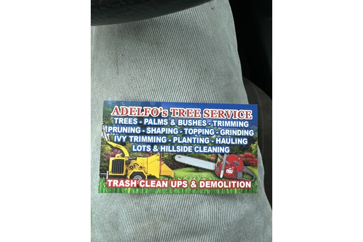 Trees cervise image 3