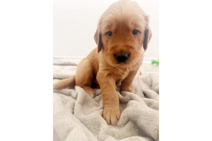 $1300 : Golden Retriever image 2