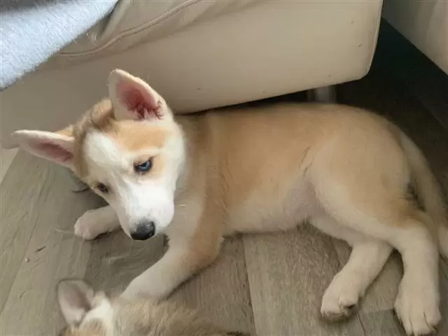 $420 : Husky puppies! image 1