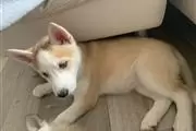 Husky puppies! en Omaha