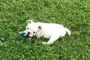 8 week old english bulldog pup en Corpus Christi