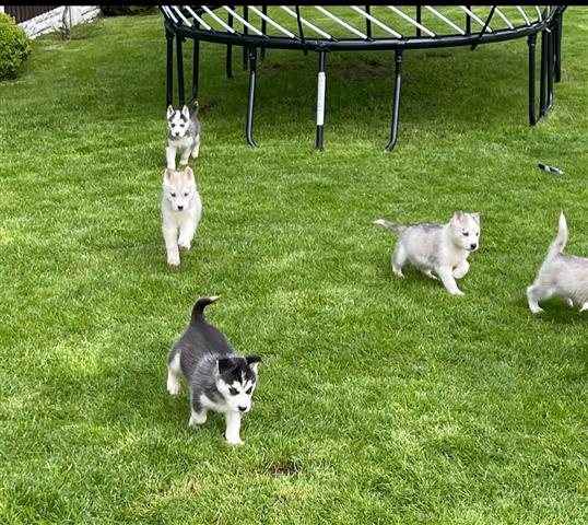 $500 : Super Siberian husky Puppies image 2