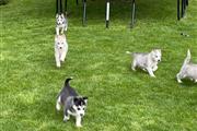 $500 : Super Siberian husky Puppies thumbnail