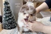 $200 : Teacup  puppies thumbnail