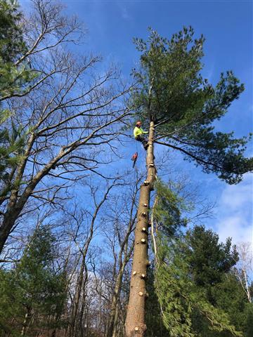 Tree Services in Lexington, MA image 5