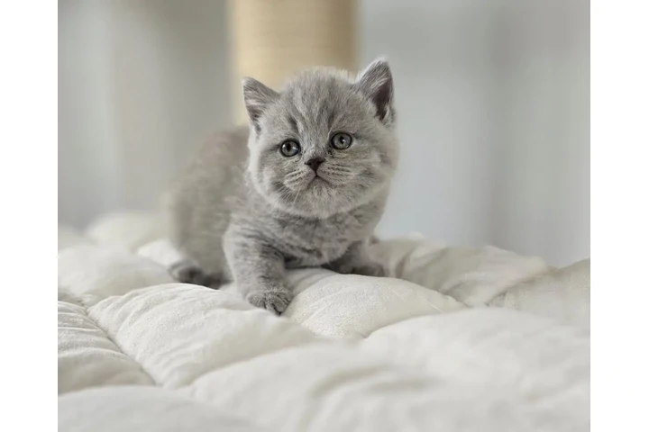 $260 : British shorthair Ready image 1