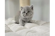 British shorthair Ready en Avon Park